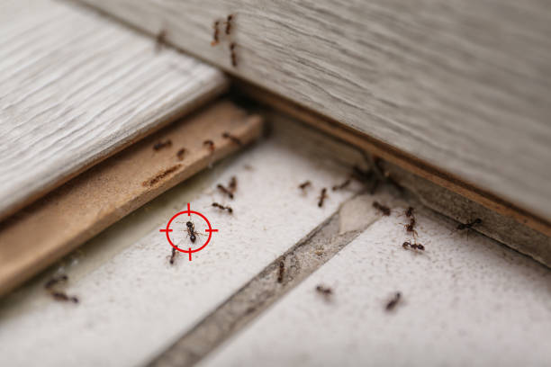 Best Mosquito Control Services  in Bay Village, OH