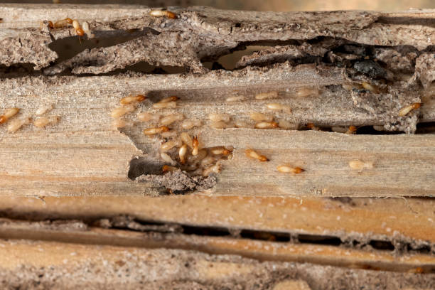 Best Residential Pest Control  in Bay Village, OH